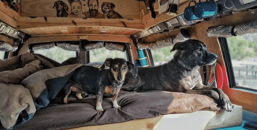 Picture of two dogs in van
