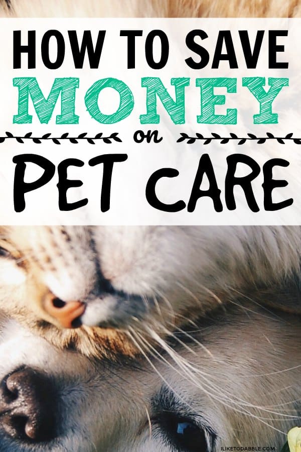 Image of cat "how to save money on pet care. frugal ways to save money on pet care. cheap all natural products for your pet. #savemoney #frugalliving #petcare