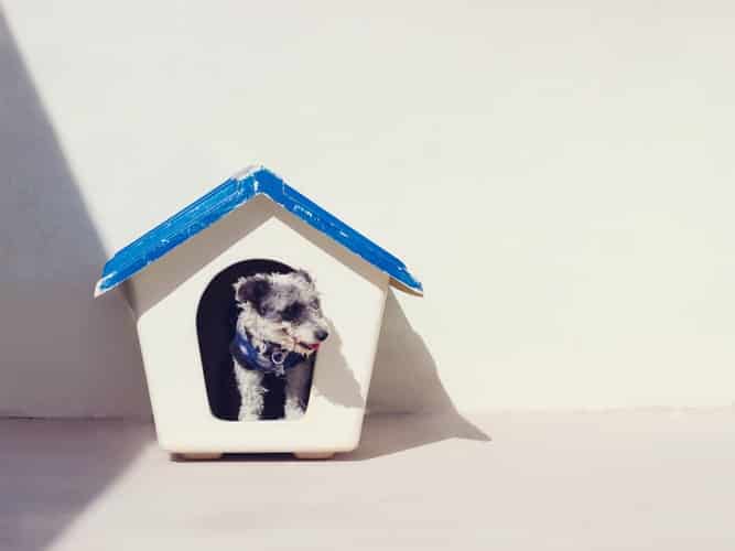 pet sitter online jobs for stay at home moms. Image of dog in doghouse