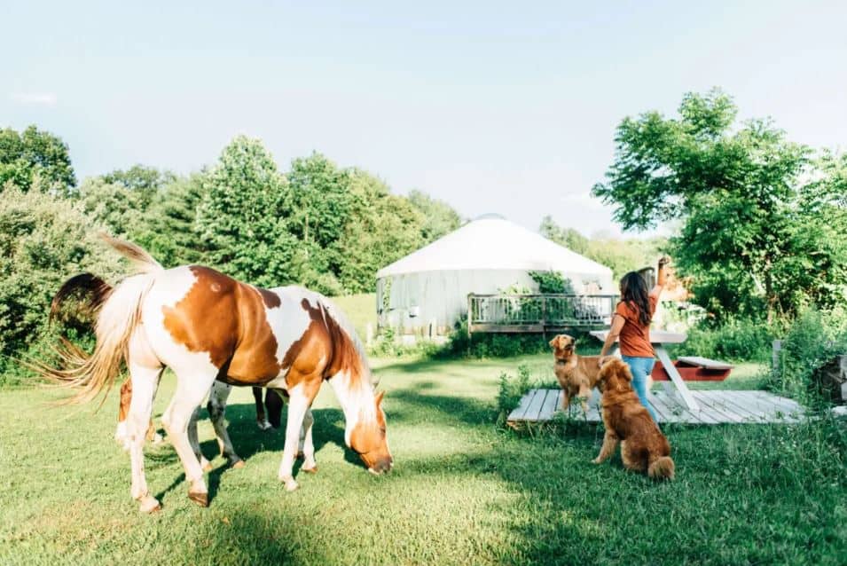 Horse farm yurt for rent on airbnb.