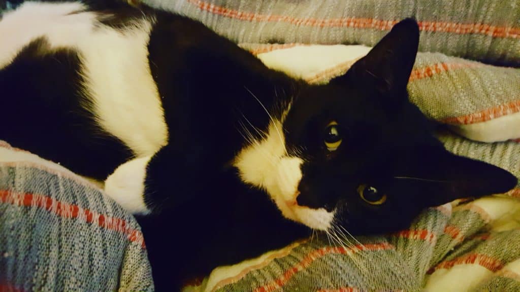 Our younger tuxedo cat, Little Badness