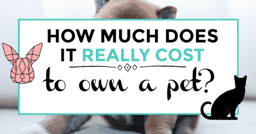how much does it cost to own a pet featured image