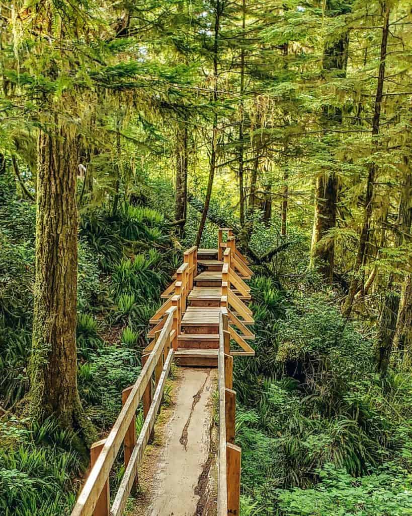 Pacific rim rainforest trail