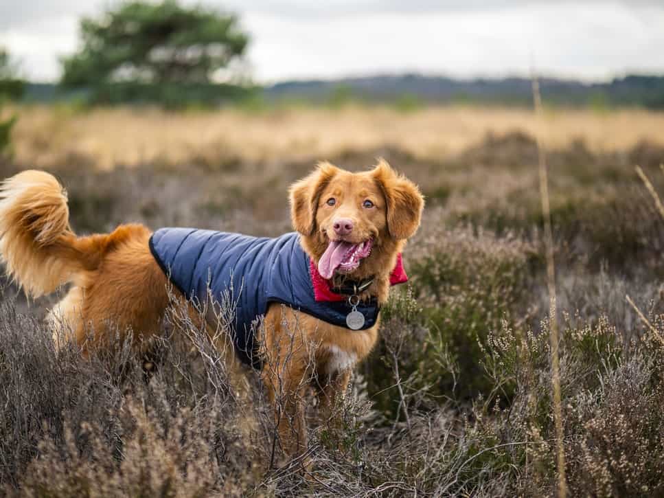 dog in a field with a vest on